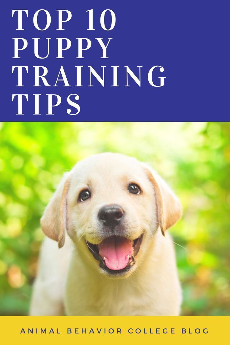 Puppy Biting Training You Are Doing It Wrong Puppy Biting