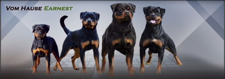 rottweiler puppies for sale atlanta ga 25 melhores ideias de filhotes de rottweiler no rottweiler beb 234 rottweiler puppies for sale atlanta ga 25 melhores ideias de filhotes de rottweiler no rottweiler beb 234