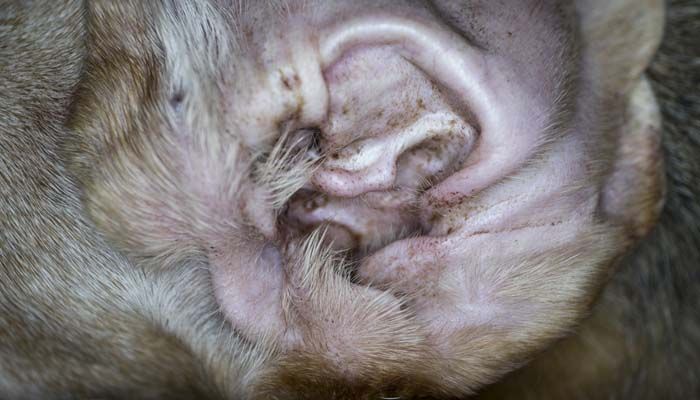 How Can You Treat Mites In Cat S Ears Naturally How Can You Treat Mites In Cat S Ears Naturally