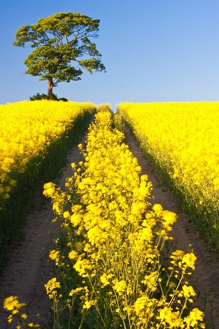 79 Best Eed Field Images On Pinterest Canola Flower In Eed Field West Yorkshire Uk