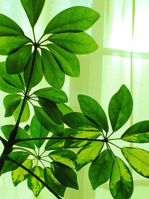 Rubber Tree Plant Bedroom Concept Pinterest Plants Rubber Tree Plant Bedroom Concept Pinterest Plants And Garden
