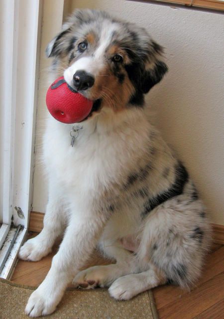 5 month old australian shepherd weight 452 best aussie wonders images on pinterest animals aussies and 5 month old australian shepherd weight 452 best aussie wonders images on pinterest animals aussies and