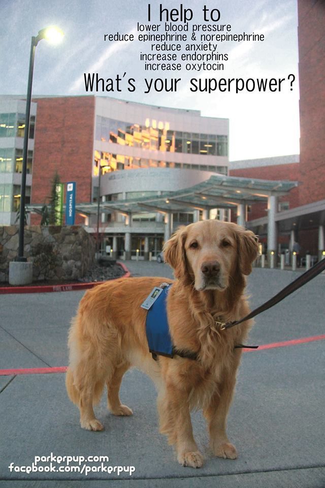 Pin By Three Spoiled Dogs On Therapy Dogs Therapy Dog Training