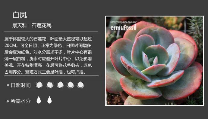 史上最全的多肉植物对照图,再也不愁叫什么名字了! | Planting ...