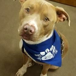 Pin By Virginia A Witman On Bull Terrier Pitbull Terrier