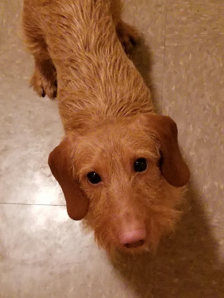 Hi It S Paddy And I Am One Year Old Today Weiner Dog