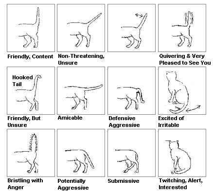 Dog Ear Positions Chart Dog Ear Positions Chart