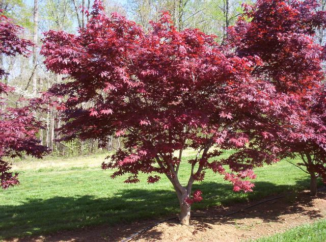 maple tree small yard 24 best 1032 deciduous trees images on deciduous trees flowering trees and maple tree small yard 24 best 1032 deciduous trees images on deciduous trees flowering trees and