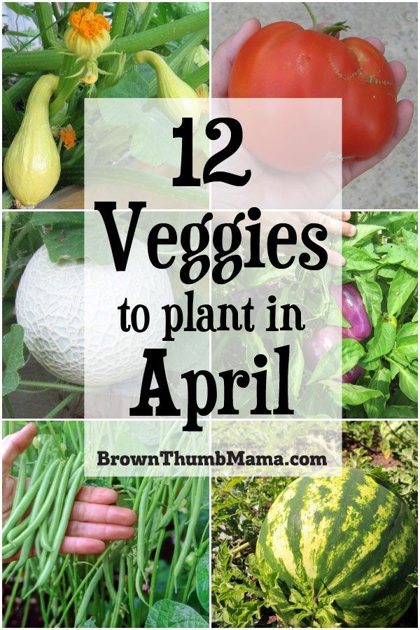 12 Vegetables To Plant In April Zone 9 In 2020 Home Vegetable