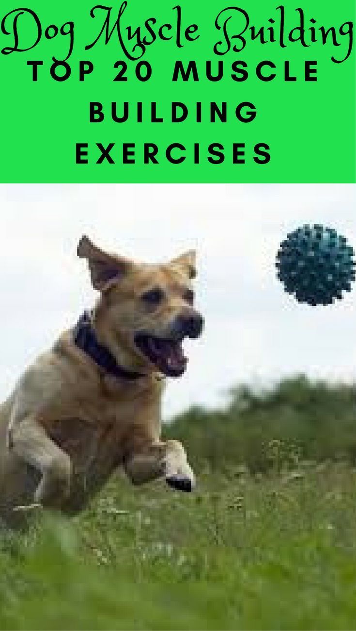 Pin By Tom O Neill On Random In 2020 Dog Training Dogs