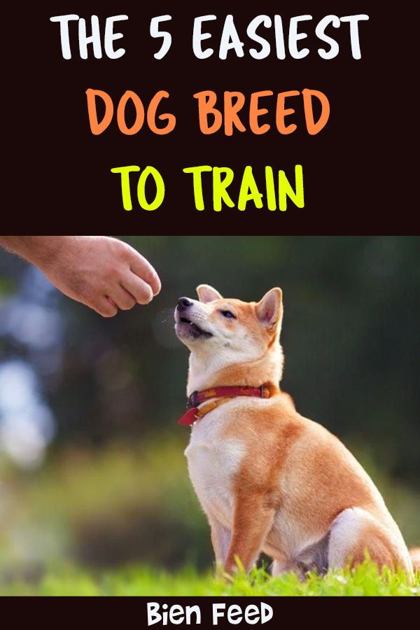 The 5 Easiest Dog Breed To Train Dog Breeds Easiest Dogs To