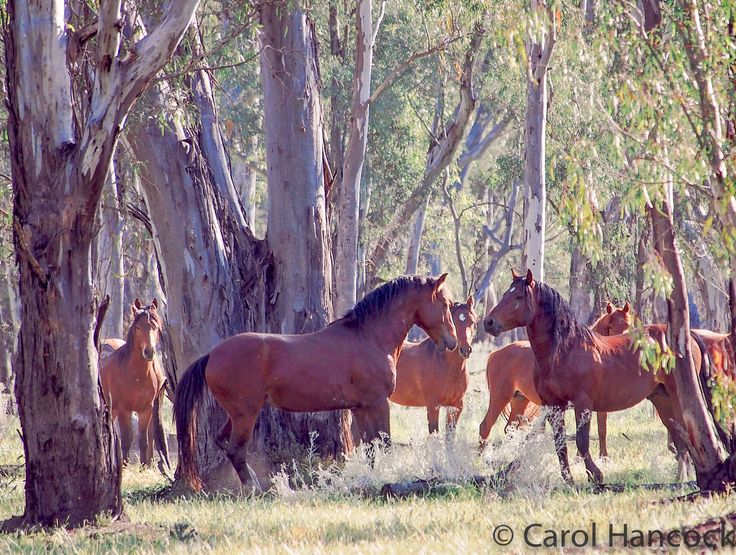 equestrian dating australia should you have sex with your ex