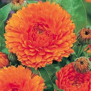 74 Best Orange Flowers Images On Pinterest Find This Pin And More On Orange Flowers