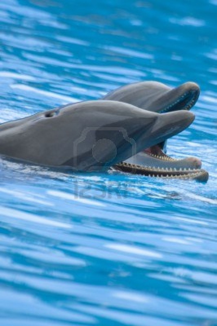 Dolphin Park (Voronezh) - past and present Dolphin Park (Voronezh) - past and present
