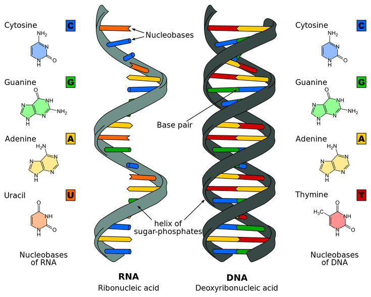 18 best Genetics and Protein Synthesis images on Pinterest Ap - best of dna blueprint of life worksheet 18 best Genetics and Protein Synthesis images on Pinterest Ap - best of dna blueprint of life worksheet