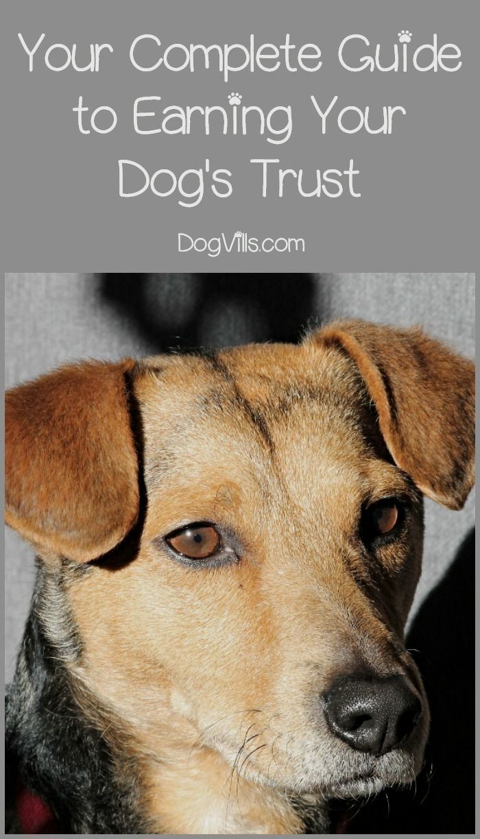 Types Of Dog Training Programs Check The Pin For Various Dog