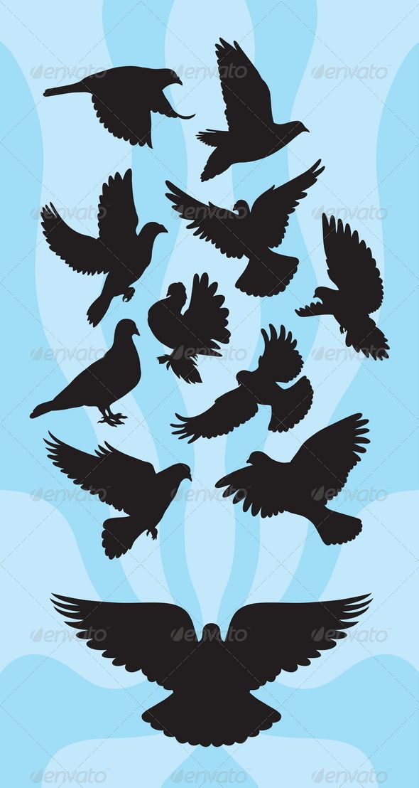 Dove or Pigeon Silhouettes Silhouette art, Bird silhouette, Bird drawings Dove or Pigeon Silhouettes Silhouette art, Bird silhouette, Bird drawings