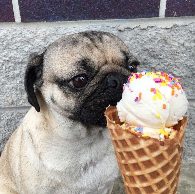 best food for pugs uk the 25 best pug pictures ideas on pug pictures pugs and pugs best food for pugs uk the 25 best pug pictures ideas on pug pictures pugs and pugs