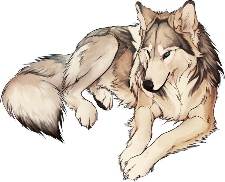 Images of anime wolves