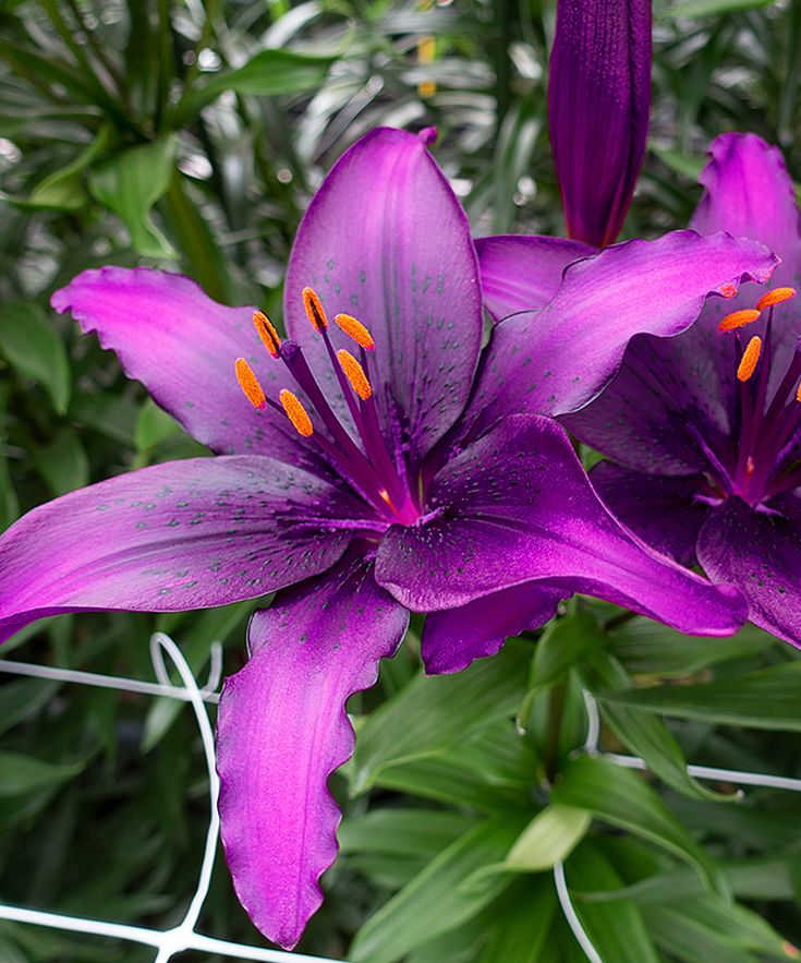Spring Hill Nursery Purple Rain Naturalizing Lily Bulb - Set Of 3 | Lily Bulbs, Beautiful Flowers, Flowers Perennials