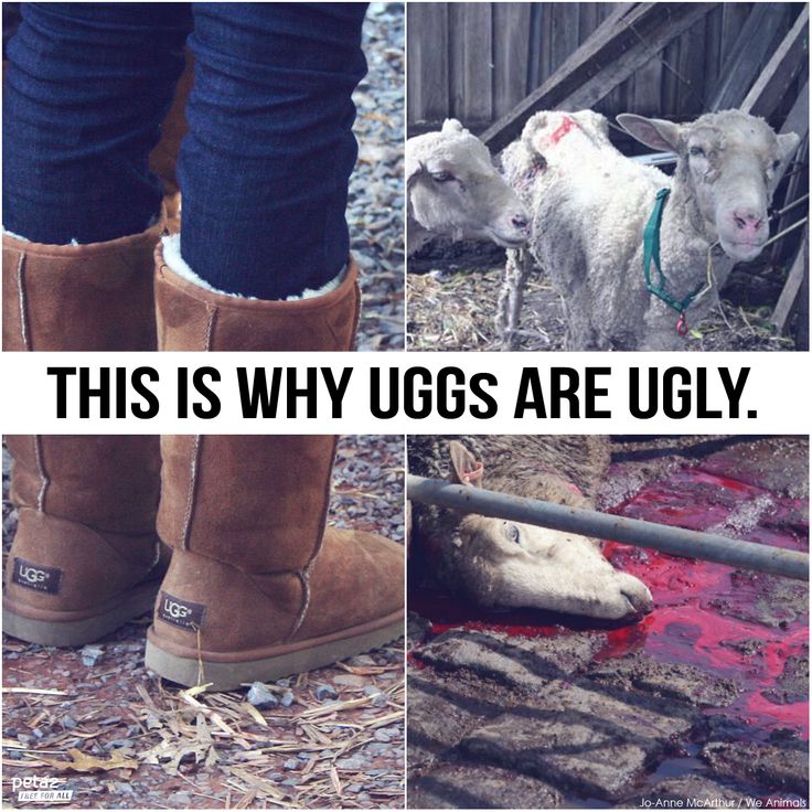 are ugg boots made from a live sheep are ugg boots made from a live sheep