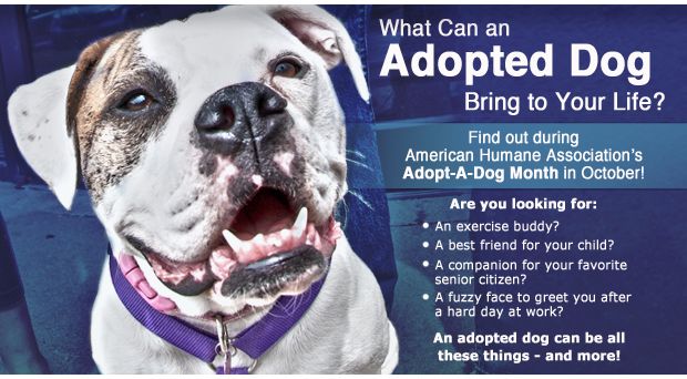 Adopt Small Dog Quebec Adopt Small Dog Quebec