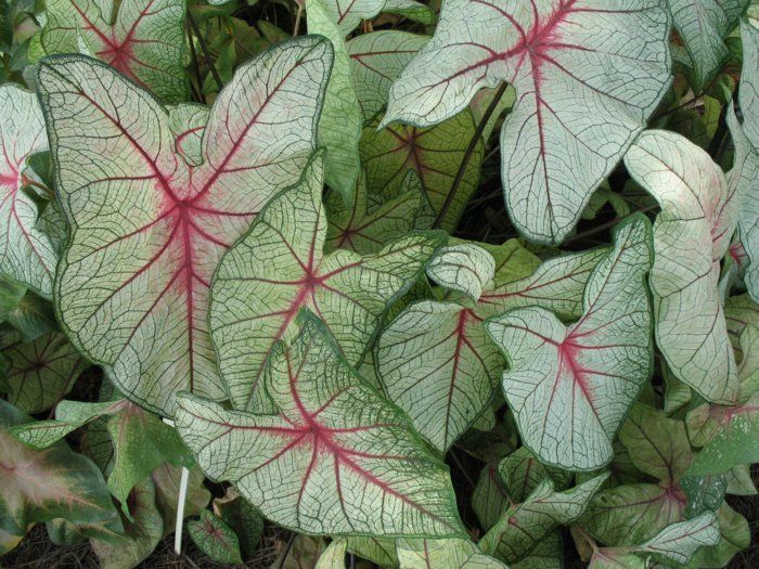 17 best Blühender Innenhof images on Pinterest Garden plants - gartenpflanzen winterhart immergrun 17 best Blühender Innenhof images on Pinterest Garden plants - gartenpflanzen winterhart immergrun