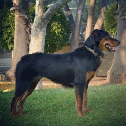 australian shepherd mixed with rottweiler 194 best rottweiler mixed images on rottweiler mix breeds and species australian shepherd mixed with rottweiler 194 best rottweiler mixed images on rottweiler mix breeds and species