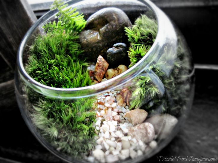 44 Best Glass Bowl Terrariums!!!!! Images On Pinterest Plants Miniature Terrarium Landscape in Glass Bowl - 44 Best Glass Bowl Terrariums!!!!! Images On Pinterest Plants
