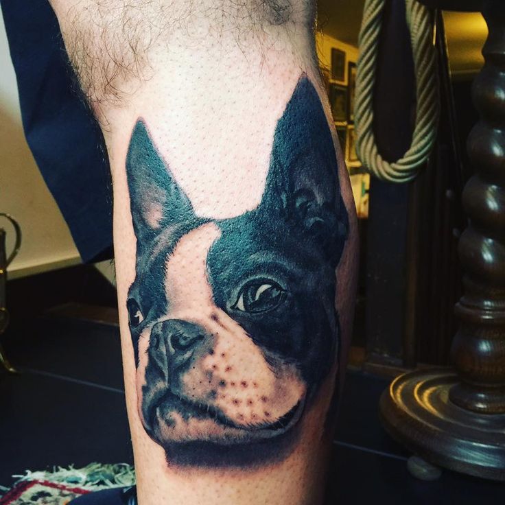 17 best boston terrier tattoos images on pinterest piercings 17 best boston terrier tattoos images on pinterest piercings