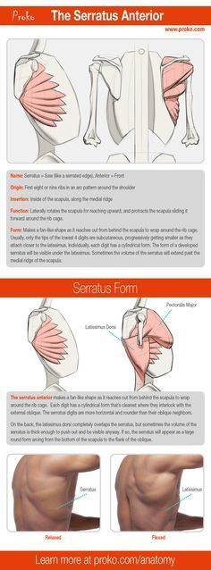 Best 25+ Shoulder muscle anatomy ideas on Pinterest Human muscle - muscle chart template Best 25+ Shoulder muscle anatomy ideas on Pinterest Human muscle - muscle chart template