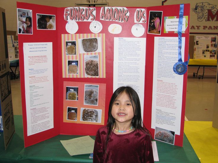 science projects layout