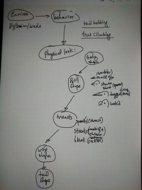 flow chart to id a bird birds chart tree identification chart