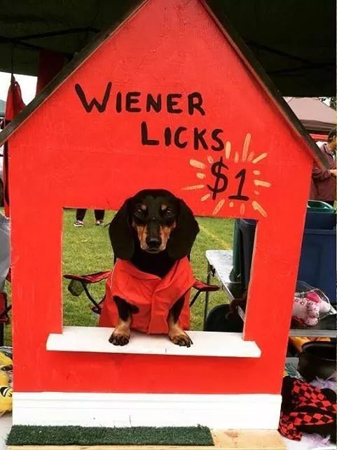 licks of love kennel Too sexy to fly