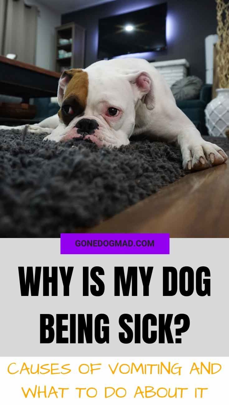 Why Is My Dog Being Sick Causes Of Vomiting And What To Do About