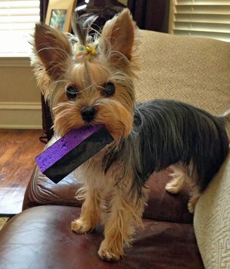 how to a yorkie to come best 20 yorkie hairstyles ideas on yorkie hair cuts yorkie haircuts and how to a yorkie to come best 20 yorkie hairstyles ideas on yorkie hair cuts yorkie haircuts and