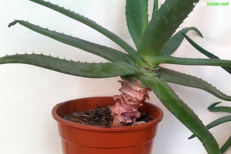 Aloe vera richtig pflegen, damit du immer frisches Gel hast#Aloe #damit # frisches #Gel #hast #immer #pflegen #r… | Aloe pflanze, Aloe vera pflanze, Kräuter pflanzen