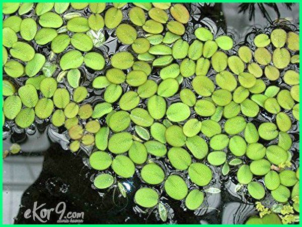 20 Macam Jenis Tanaman Untuk Kolam Ikan Dan Gambarnya Ekor9 Com Kolam Ikan Tanaman Air Aquaponics