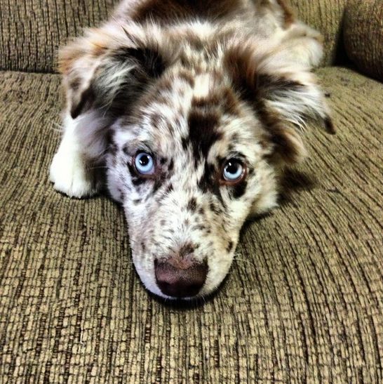 what does a australian shepherd look like the 25 best blue merle australian shepherd ideas on pinterest what does a australian shepherd look like the 25 best blue merle australian shepherd ideas on pinterest