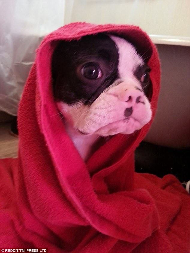 When The Dog Does Not Want To Take A Bath Dogs Dog Eyes Animals