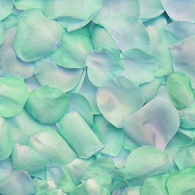 Succulent Digital Paper Succulent Patterns commercial Echeveria Succulent Paper Digital Background -Botanic Papers -Cactus Scrapbook