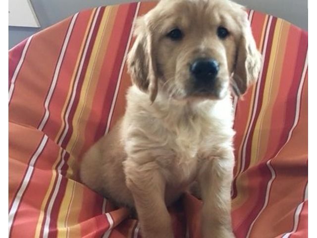In Columbus Golden Ohio Breeders Retriever In Columbus Golden Ohio Breeders Retriever