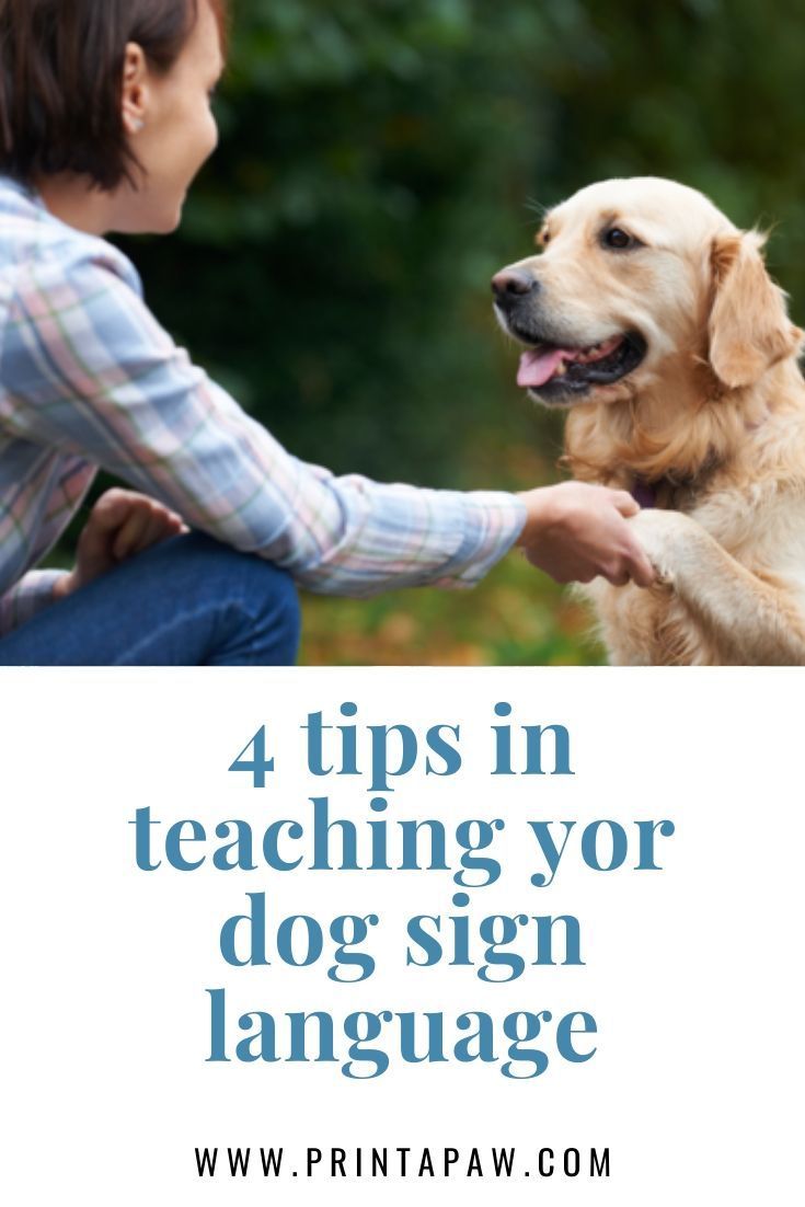 Buy Brain Training 4 Dogs Offers
