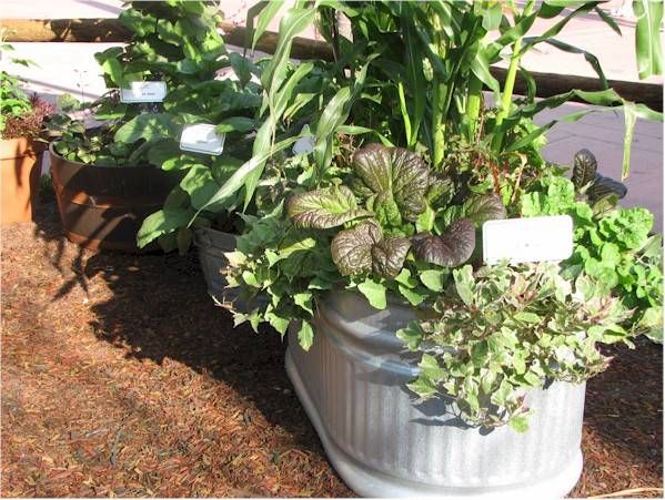Vegetable Garden Ideas For Apartments best 25+ apartment vegetable garden ideas on pinterest | growing Vegetable Garden Ideas For Apartments best 25+ apartment vegetable garden ideas on pinterest | growing