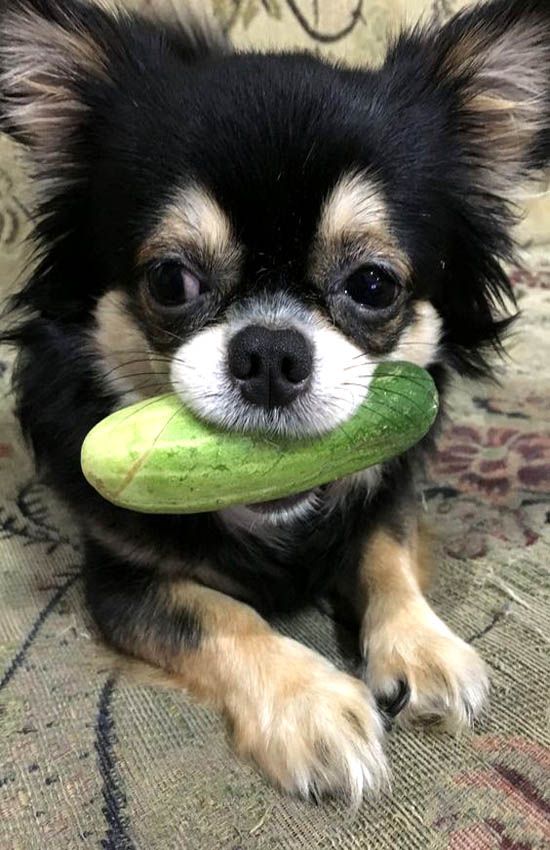 German Shepherd Chihuahua Mix Personality Info Behavior