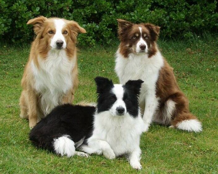 black border collie brown