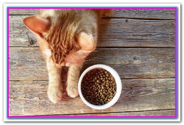 Best Dry Dog Foods 2018 What S The Best Dog Food A List Of The