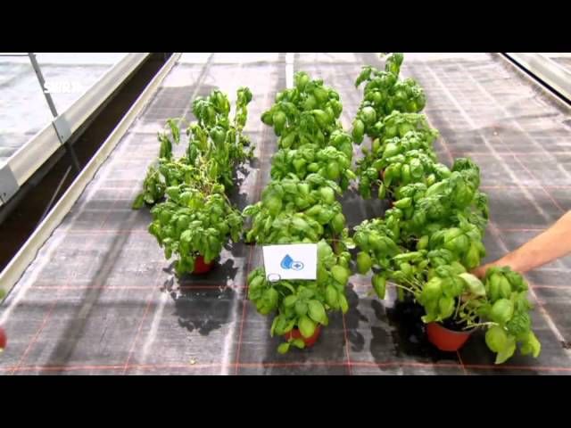 Basilikum Im Garten Einpflanzen Video: Warum geht Basilikum zu Hause immer ein? | Basilikum pflanzen