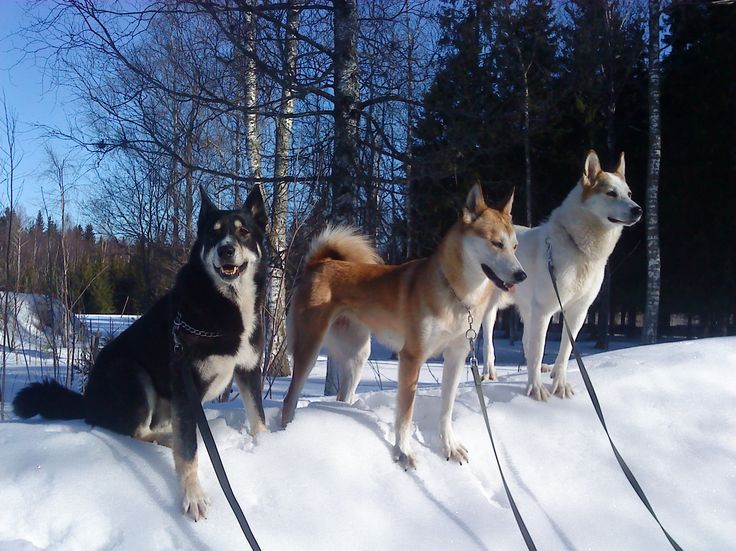 Östsibirisk Laika | Hund | Pinterest Östsibirisk Laika | Hund | Pinterest