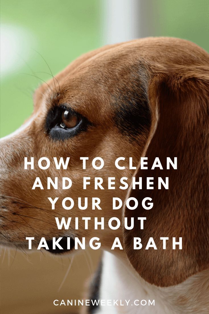 How To Clean Your Dog Between Baths Dogs Dog Training Dog Smells